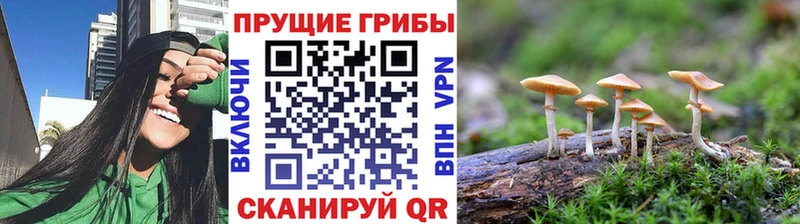 закладки  Новокубанск  Галлюциногенные грибы Cubensis 